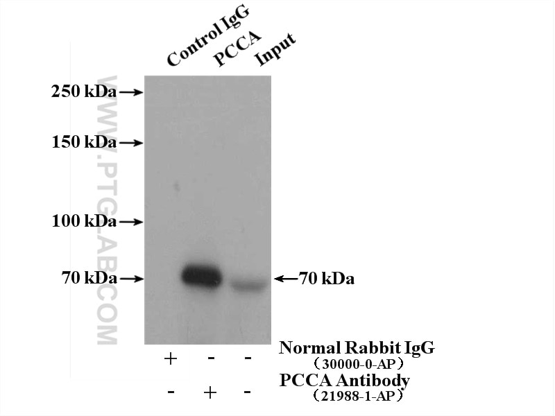 Immunoprecipitation (IP) experiment of L02 cells using PCCA Polyclonal antibody (21988-1-AP)