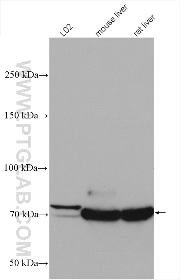 Western Blot (WB) analysis of various lysates using PCCA Polyclonal antibody (21988-1-AP)