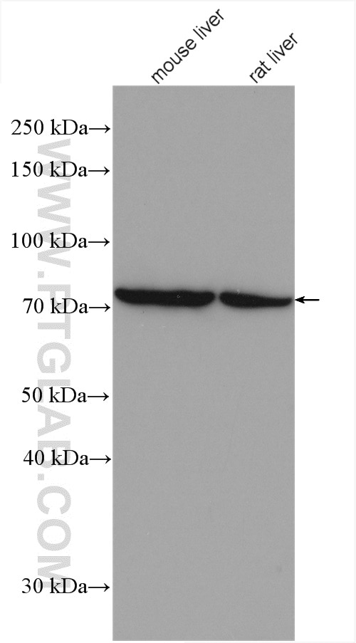 Western Blot (WB) analysis of various lysates using PCCA Polyclonal antibody (21988-1-AP)