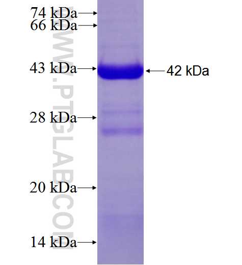 PCCA fusion protein Ag27932 SDS-PAGE