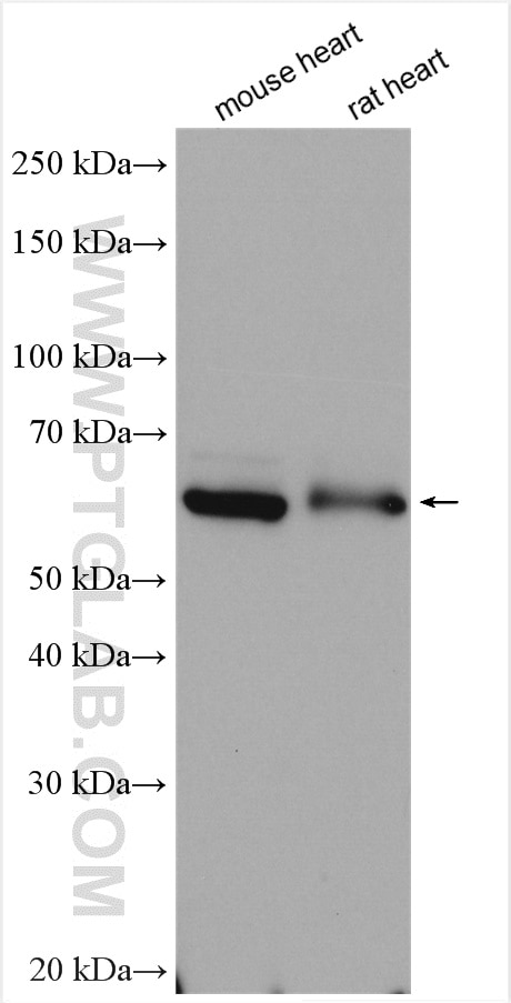 Western Blot (WB) analysis of various lysates using PCCB Polyclonal antibody (11139-1-AP)