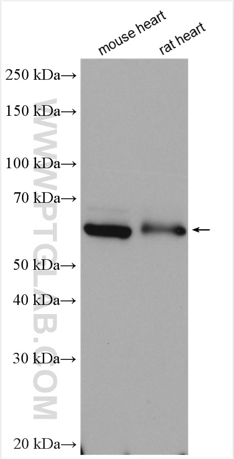 Western Blot (WB) analysis of various lysates using PCCB Polyclonal antibody (11139-1-AP)