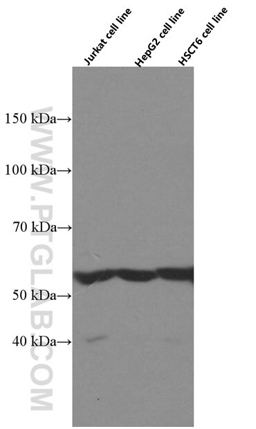 Western Blot (WB) analysis of various lysates using PCCB Monoclonal antibody (66501-1-Ig)