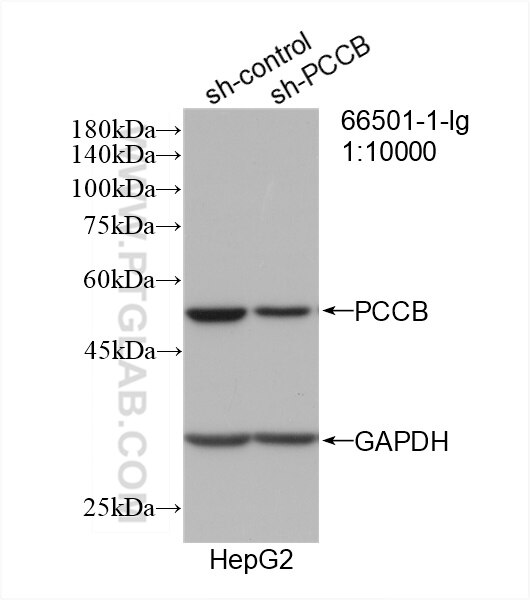 Western Blot (WB) analysis of HepG2 cells using PCCB Monoclonal antibody (66501-1-Ig)