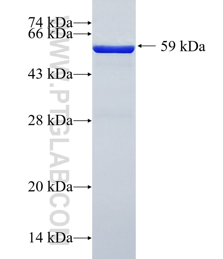 PCCB fusion protein Ag1608 SDS-PAGE