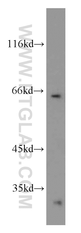 WB analysis of HEK-293 using 10053-1-AP