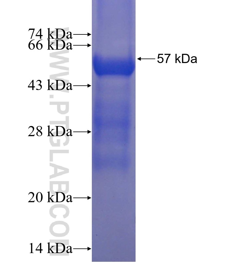 PCDGF,GRN fusion protein Ag0010 SDS-PAGE