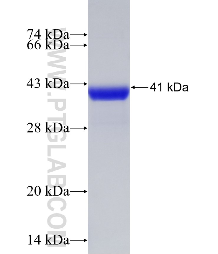 PCDGF,GRN fusion protein Ag30723 SDS-PAGE