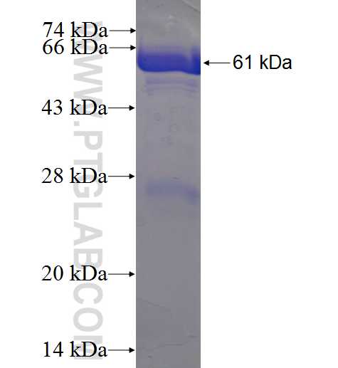 PCDH1 fusion protein Ag4591 SDS-PAGE