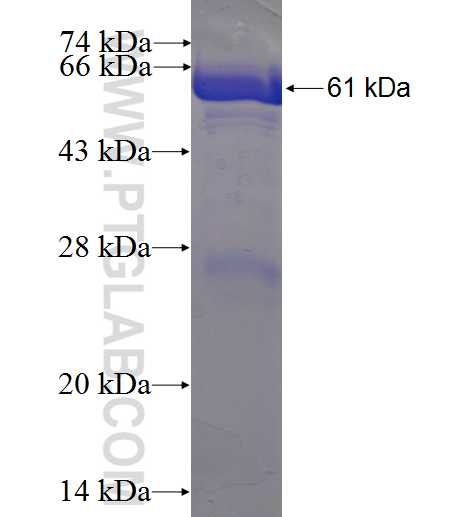 PCDH1 fusion protein Ag4591 SDS-PAGE
