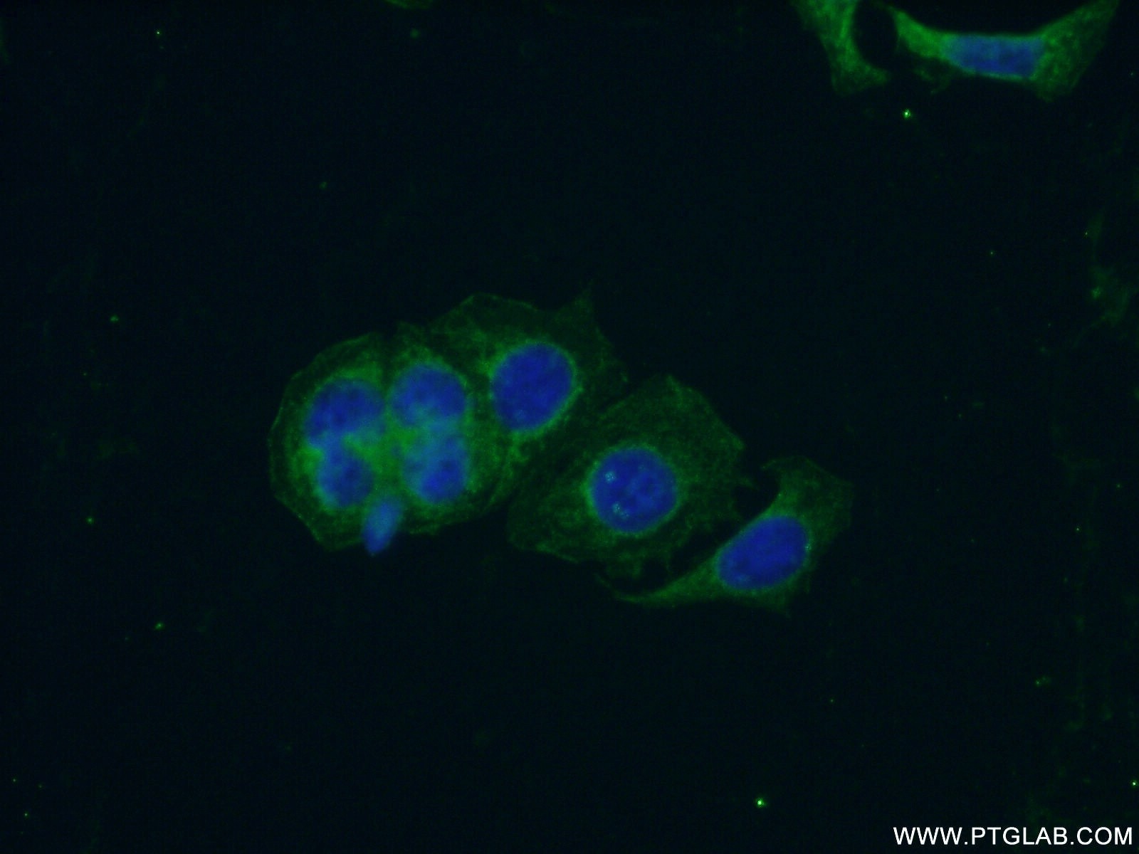 Immunofluorescence (IF) / fluorescent staining of PC-3 cells using PCDH10 Polyclonal antibody (21859-1-AP)