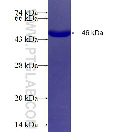 PCDH10 fusion protein Ag16494 SDS-PAGE