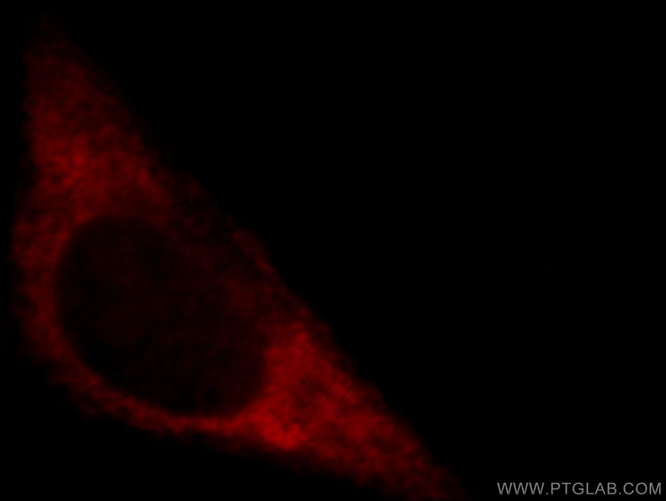 Immunofluorescence (IF) / fluorescent staining of HepG2 cells using PCDH11X Polyclonal antibody (20070-1-AP)