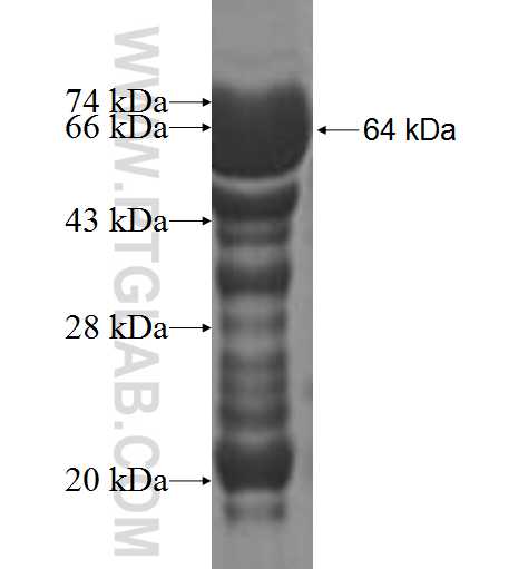 PCDH12 fusion protein Ag5360 SDS-PAGE