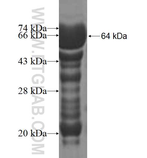 PCDH12 fusion protein Ag5360 SDS-PAGE