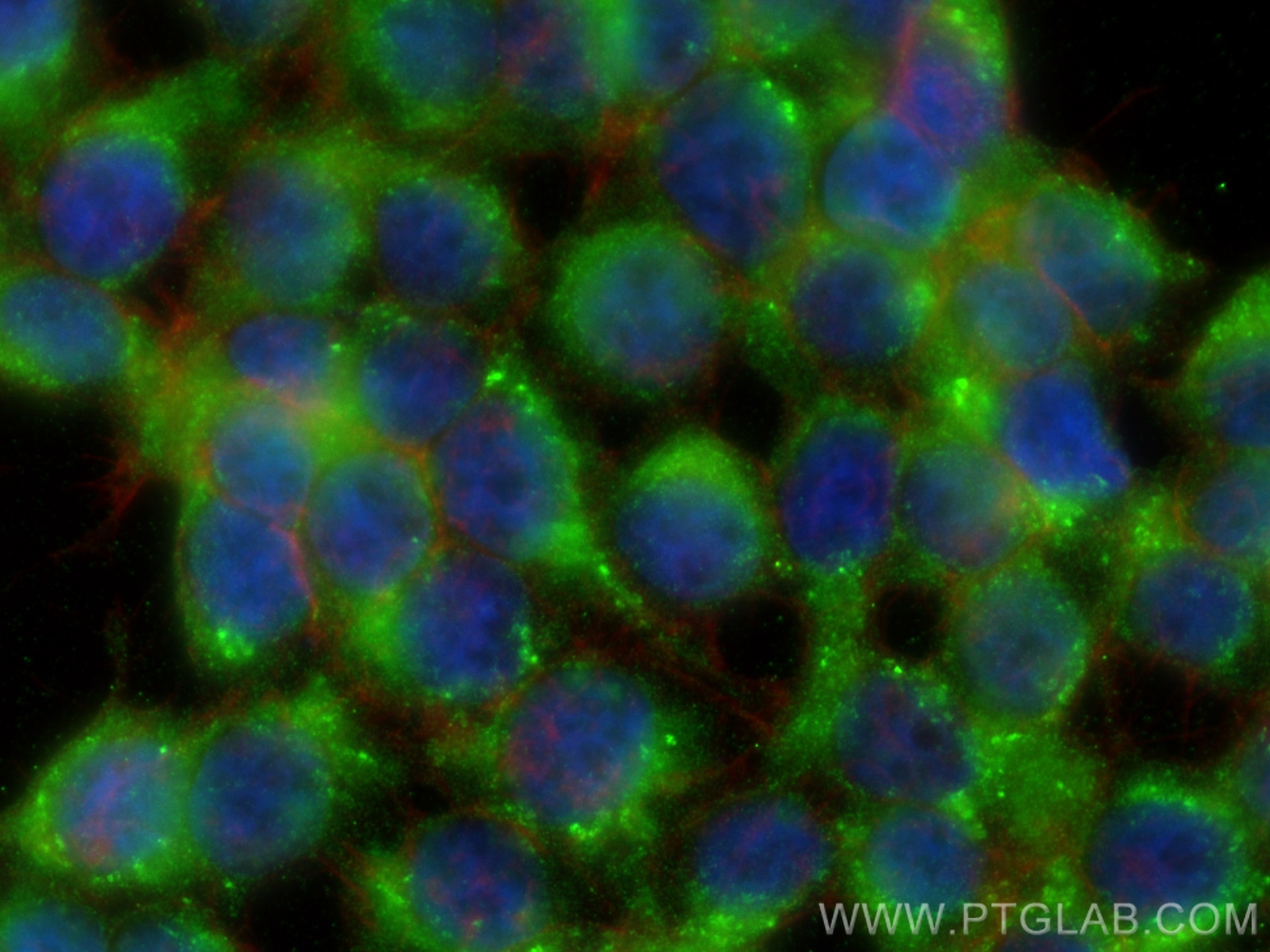 Immunofluorescence (IF) / fluorescent staining of HEK-293 cells using PCDH15 Polyclonal antibody (20719-1-AP)