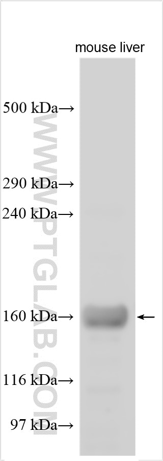 WB analysis using 20719-1-AP