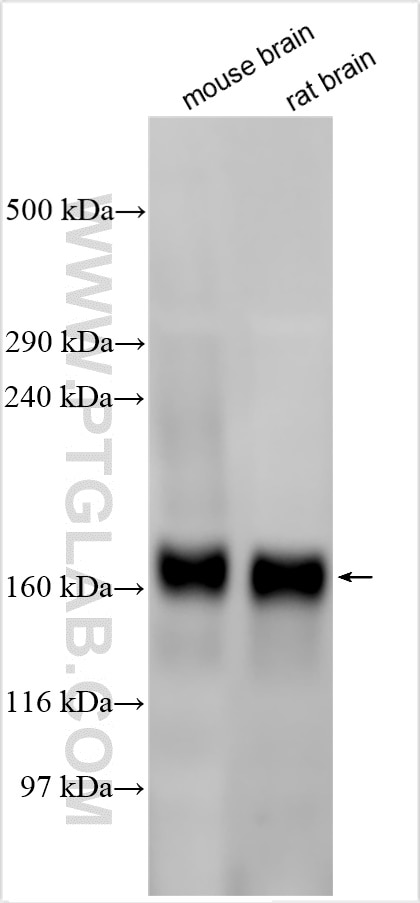 Western Blot (WB) analysis of various lysates using PCDH17 Polyclonal antibody (17915-1-AP)