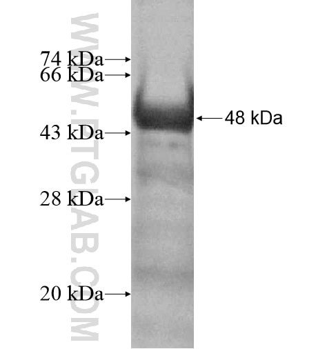 PCDH17 fusion protein Ag12292 SDS-PAGE