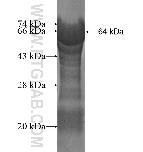 PCDH17 fusion protein Ag12322 SDS-PAGE