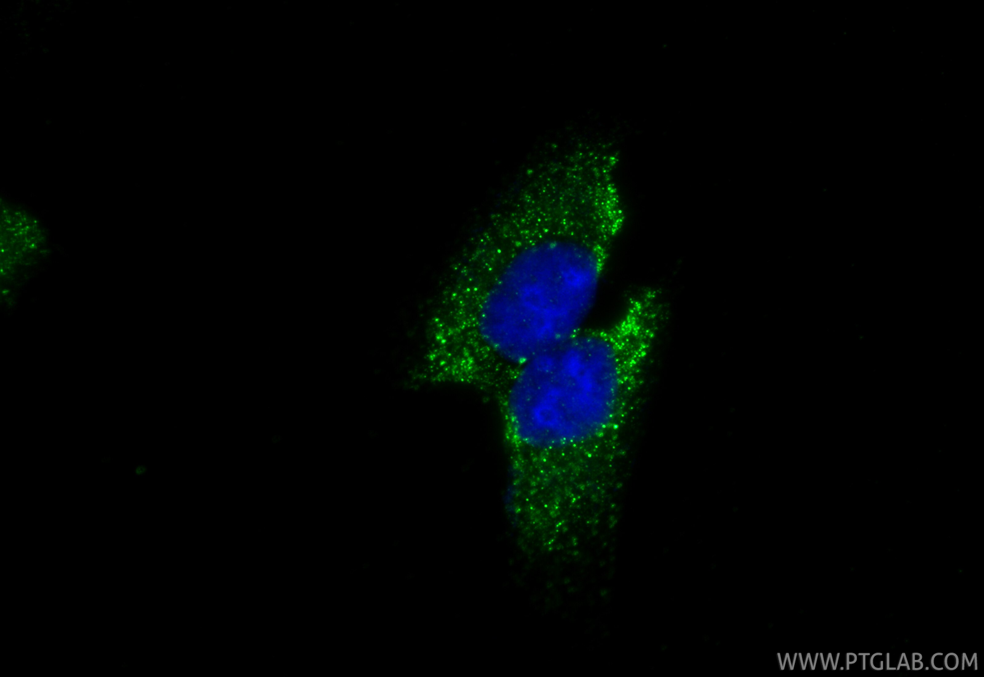 IF Staining of U2OS using 34123-1-AP Immunofluorescence (IF) / fluorescent staining of U2OS cells using PCDH18 Polyclonal antibody (34123-1-AP)