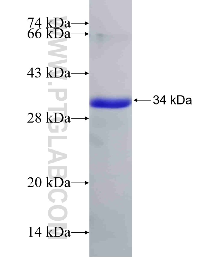 PCDH19 fusion protein Ag32453 SDS-PAGE