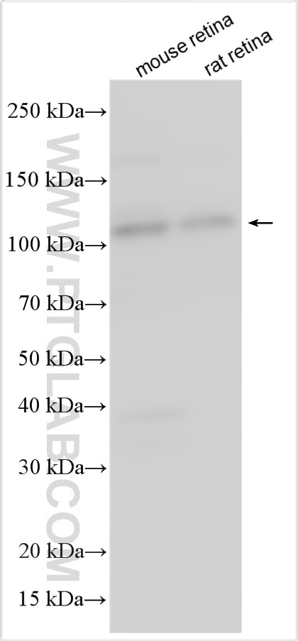 Western Blot (WB) analysis of various lysates using PCDH21 Polyclonal antibody (17424-1-AP)