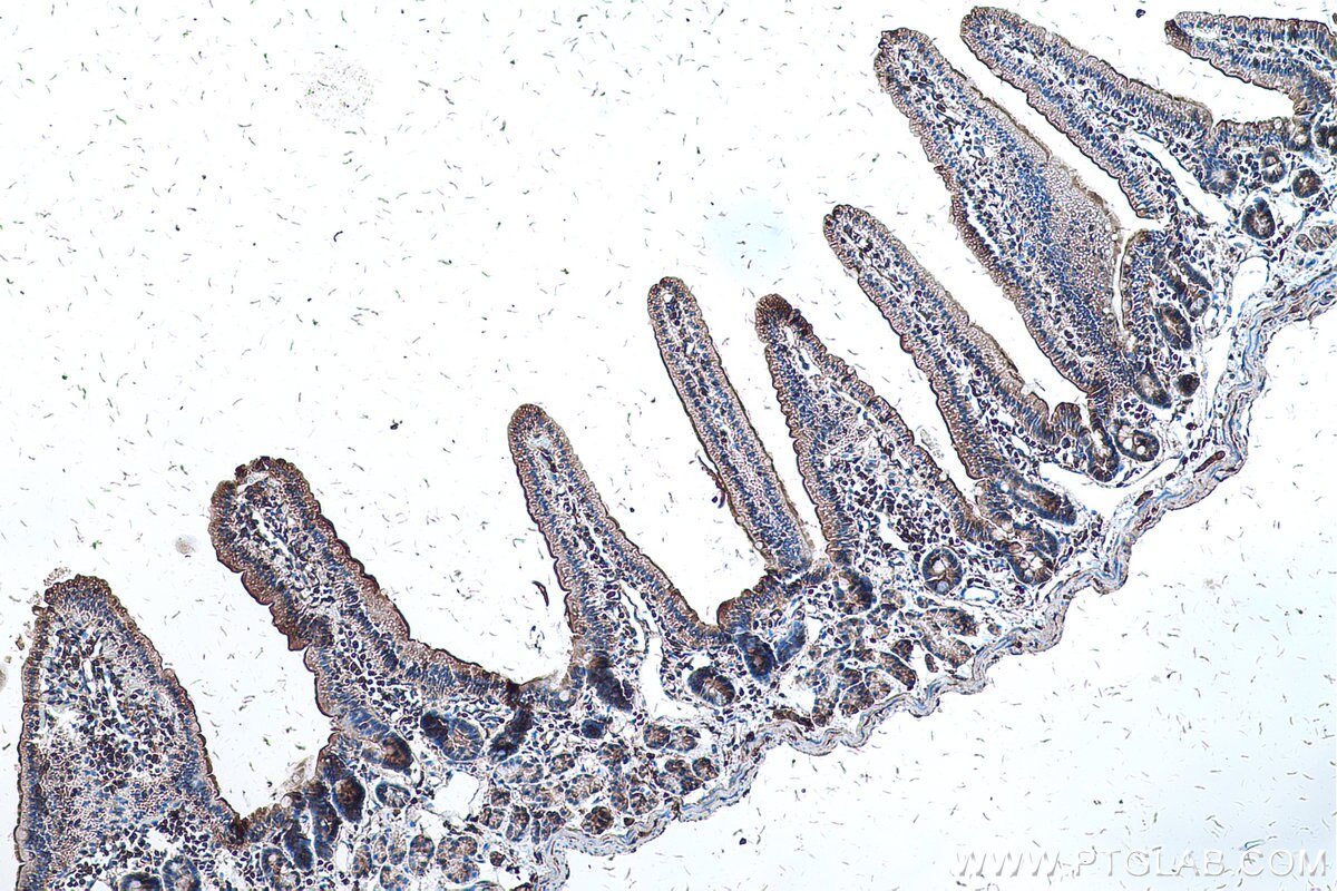 Immunohistochemistry (IHC) staining of mouse small intestine tissue using PCDH24 Polyclonal antibody (27103-1-AP)