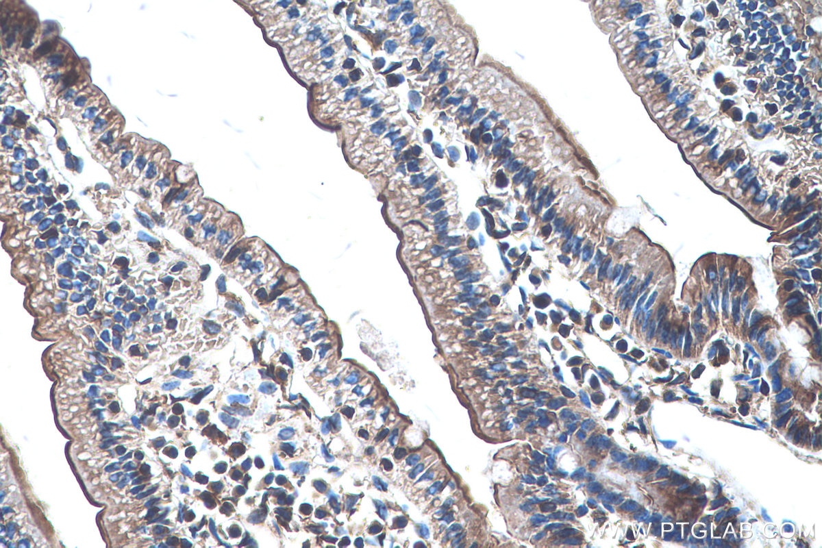 Immunohistochemistry (IHC) staining of mouse small intestine tissue using PCDH24 Polyclonal antibody (27103-1-AP)
