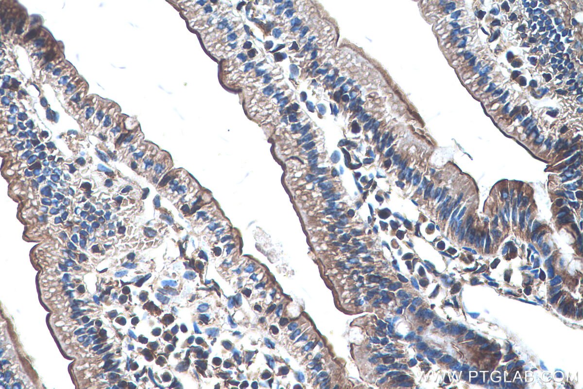 IHC staining of mouse small intestine using 27103-1-AP