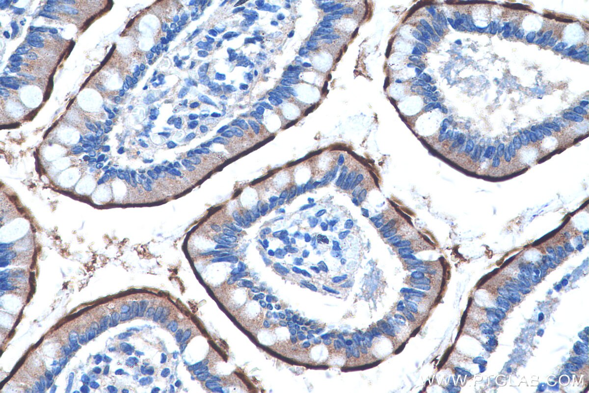Immunohistochemistry (IHC) staining of human small intestine tissue using PCDH24 Polyclonal antibody (27103-1-AP)