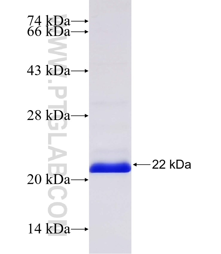 PCDH7 fusion protein Ag31604 SDS-PAGE