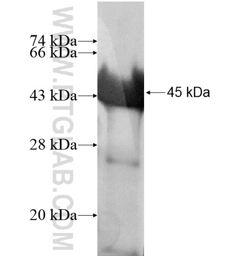 PCDH8 fusion protein Ag14597 SDS-PAGE