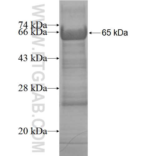PCDH8 fusion protein Ag5090 SDS-PAGE