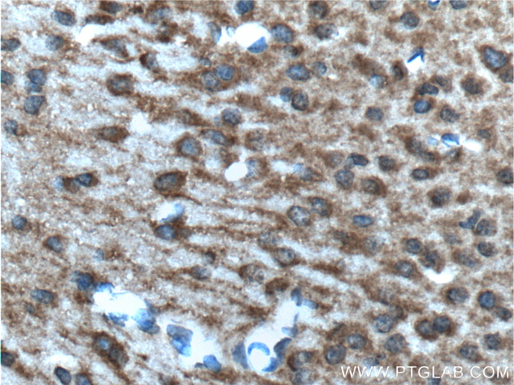 Immunohistochemistry (IHC) staining of mouse brain tissue using PCDH9 Polyclonal antibody (25090-1-AP)