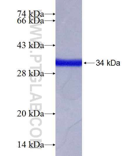PCDH9 fusion protein Ag18696 SDS-PAGE