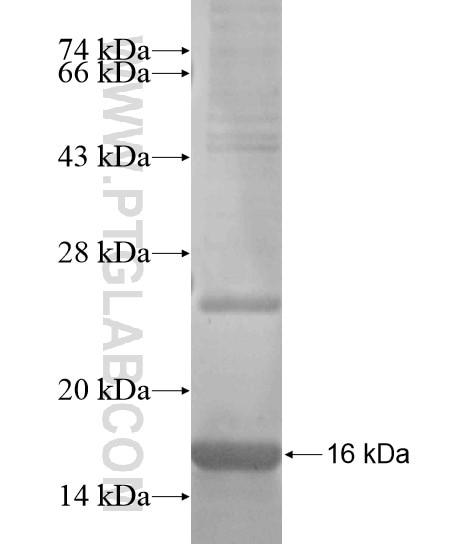 PCDH9 fusion protein Ag19892 SDS-PAGE