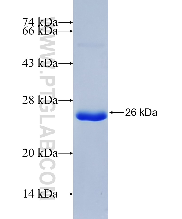 PCDHA1 fusion protein Ag36333 SDS-PAGE PCDHA1 fusion protein Ag36333 SDS-PAGE