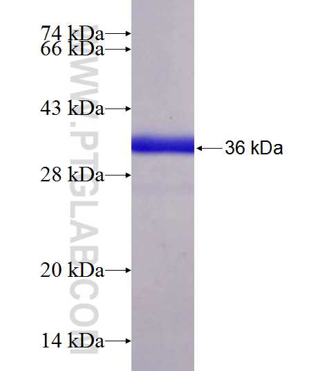 PCDHA10 fusion protein Ag22609 SDS-PAGE