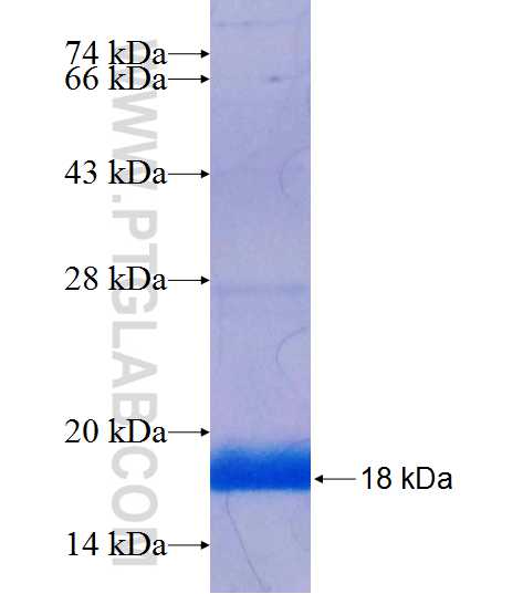PCDHA10 fusion protein Ag22650 SDS-PAGE