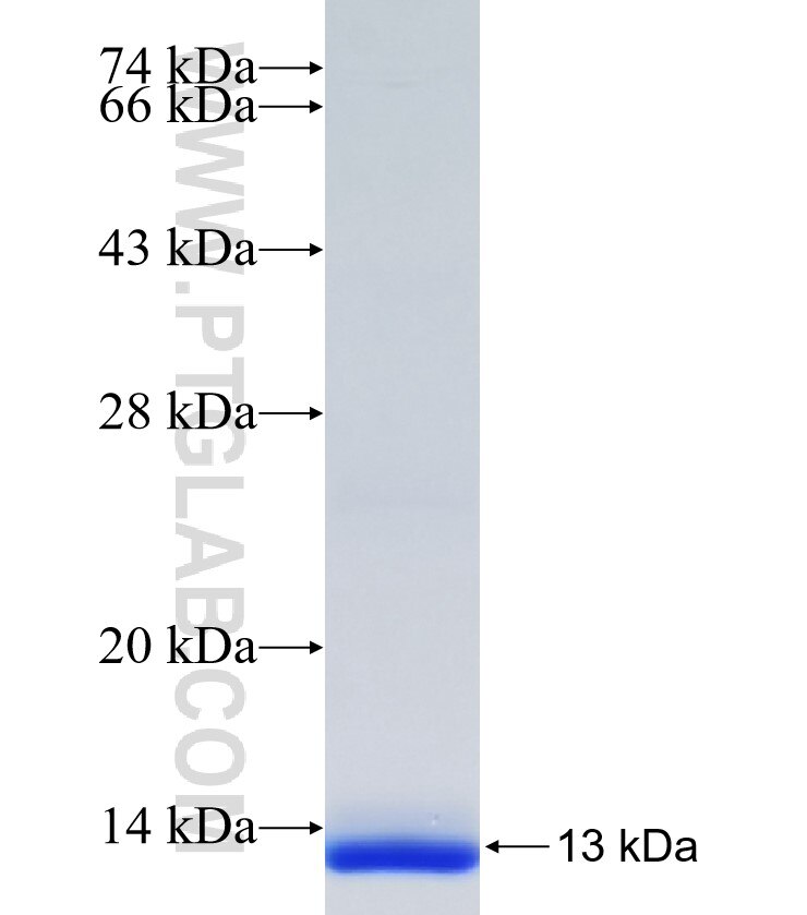 PCDHA12 fusion protein Ag35062 SDS-PAGE