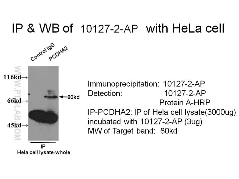 PCDHA2