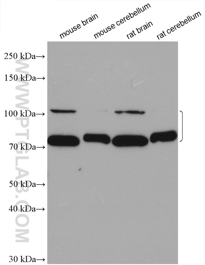 Western Blot (WB) analysis of various lysates using PCDHA2 Polyclonal antibody (10127-2-AP)