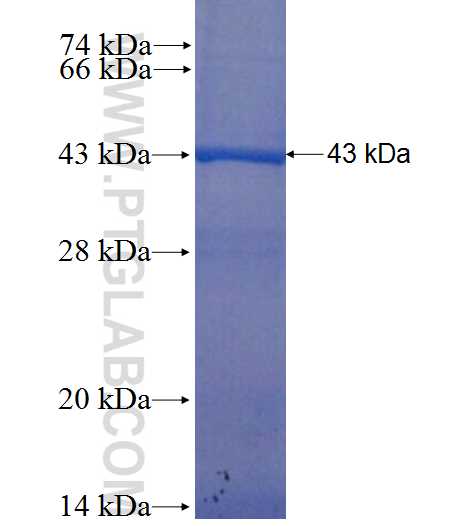 PCDHA2 fusion protein Ag0173 SDS-PAGE