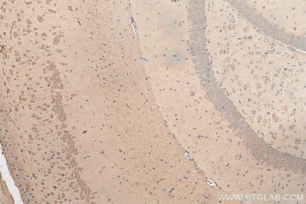 Immunohistochemistry (IHC) staining of mouse brain tissue using PCDHA3 Polyclonal antibody (18803-1-AP)