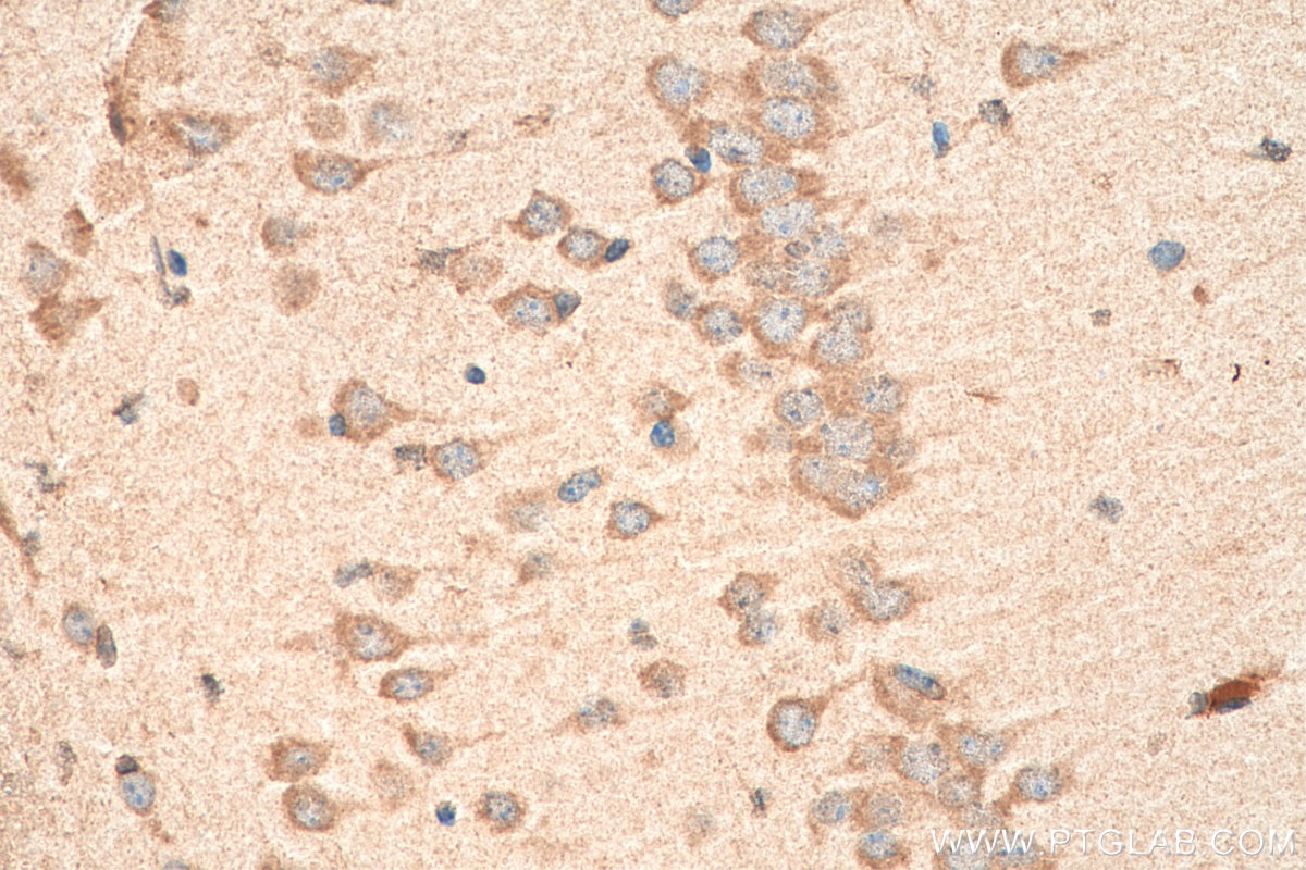 Immunohistochemistry (IHC) staining of mouse brain tissue using PCDHA3 Polyclonal antibody (18803-1-AP)