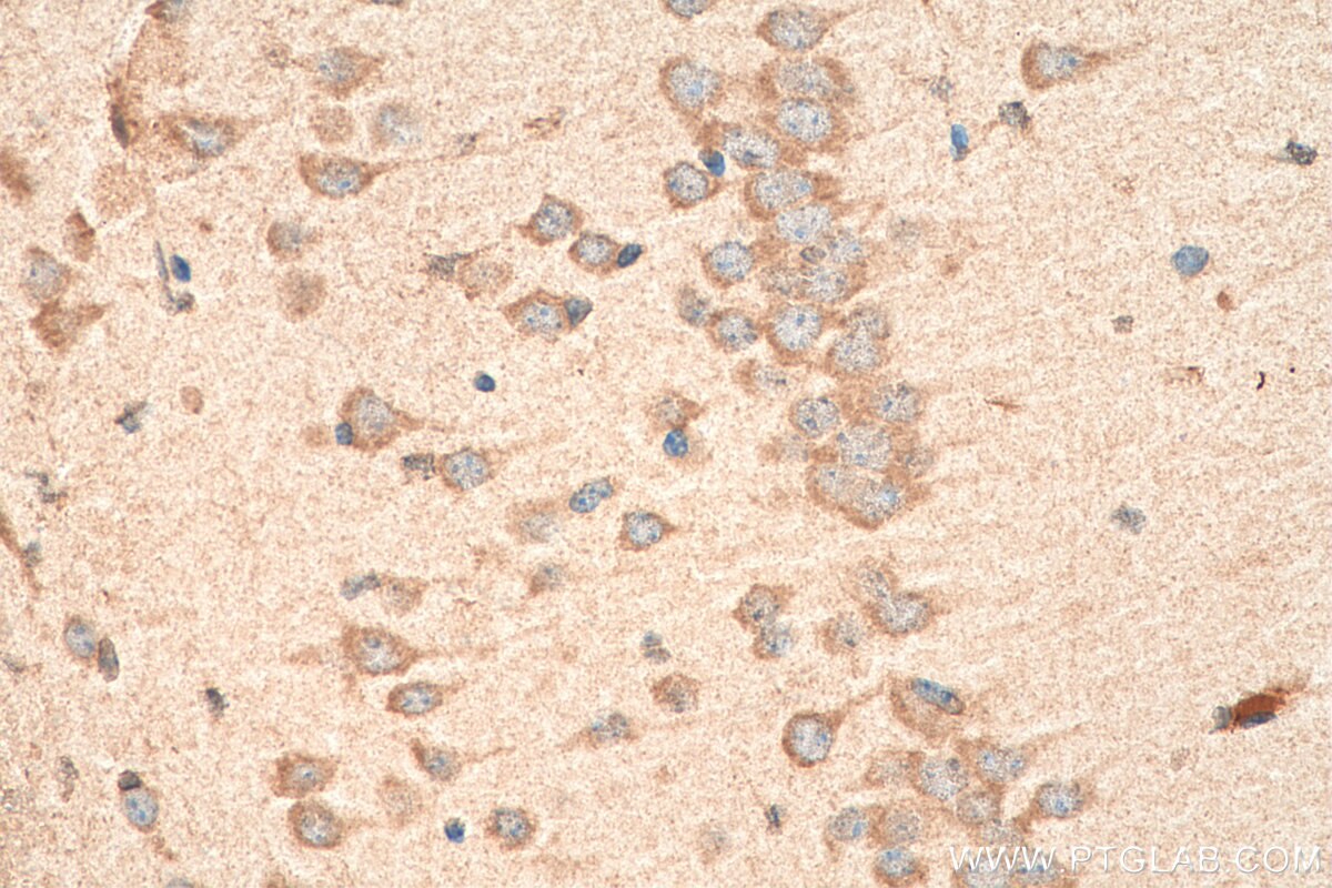 Immunohistochemistry (IHC) staining of mouse brain tissue using PCDHA3 Polyclonal antibody (18803-1-AP)