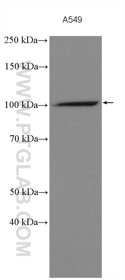 Western Blot (WB) analysis of various lysates using PCDHA3 Polyclonal antibody (18803-1-AP)