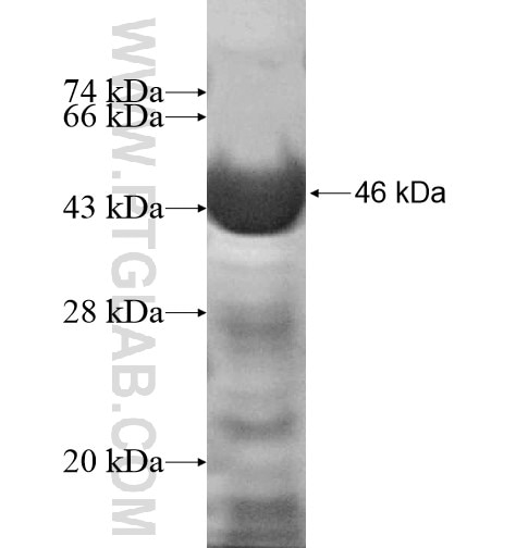 PCDHA4 fusion protein Ag13103 SDS-PAGE