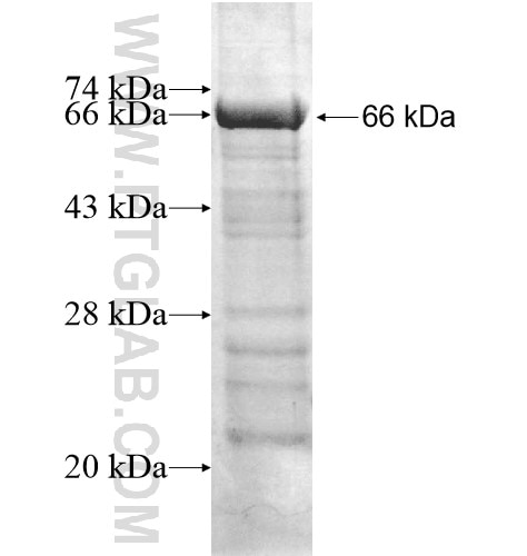 PCDHA4 fusion protein Ag13104 SDS-PAGE